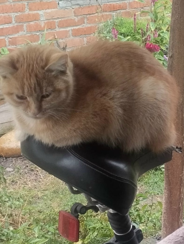 В добрые руки, самостоятельные и красивые молодые коше...