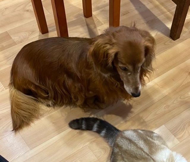 Пропала собака!!!
Кобель, откликается на кличку Стёпа ( ?...