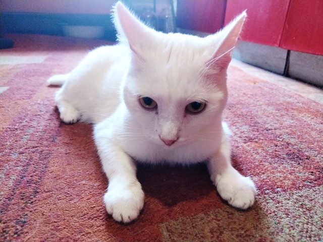 Беляшик Симба 😺