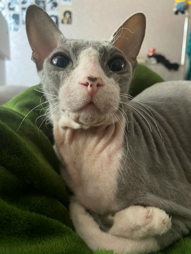 наш нежный лупоглазик❤️