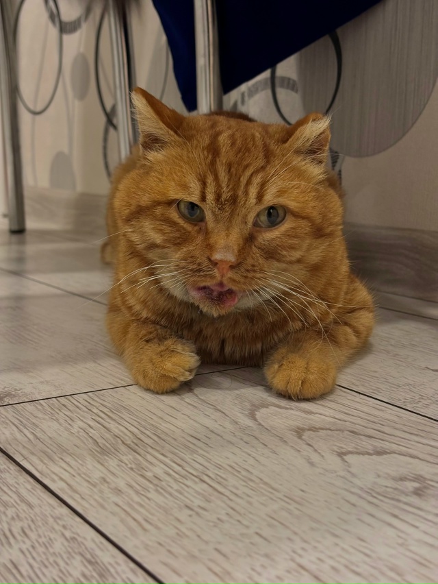 Кто помнит недавнее объявление про этого котика.
Всем...