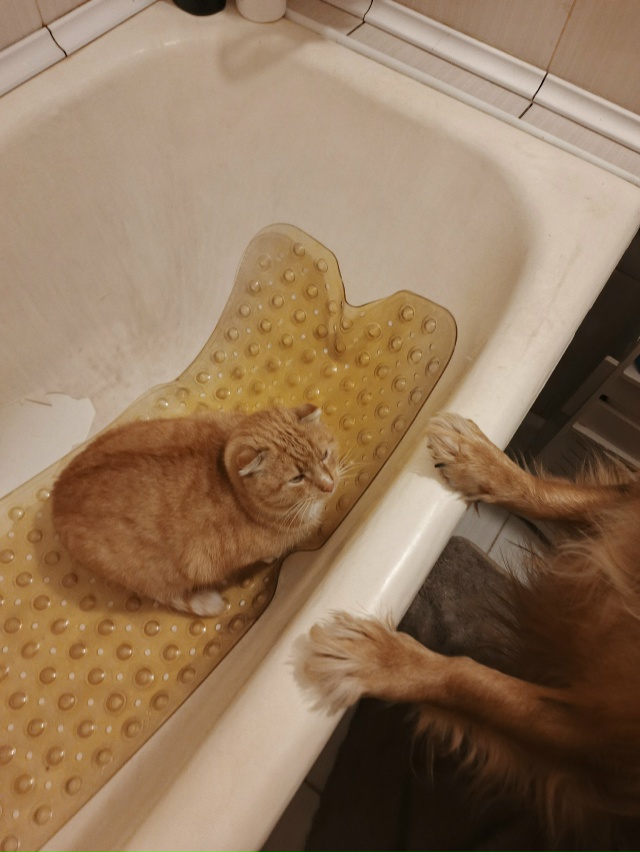 Когда захотел пок****ть в ванне, но карме в виде пса наст...