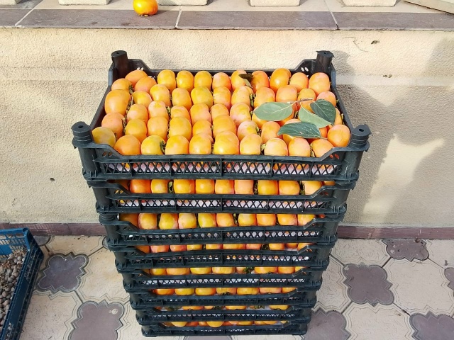 Хурма!🔥🔥🔥🔥🔥🔥🔥🔥🔥🔥🔥🔥🔥🔥
Собираю заявки н?...