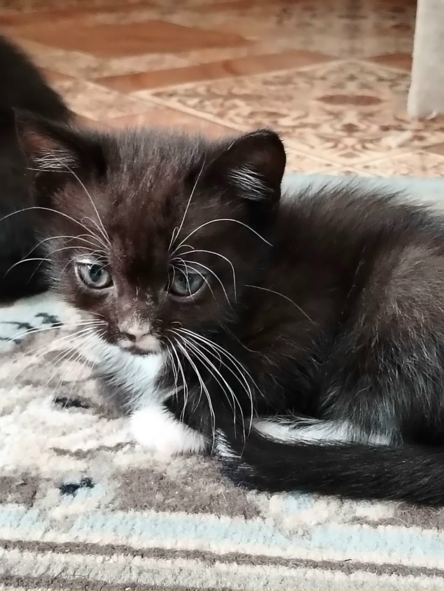 Котята в добрые руки! Родились 5 сентября. Два мальчика....