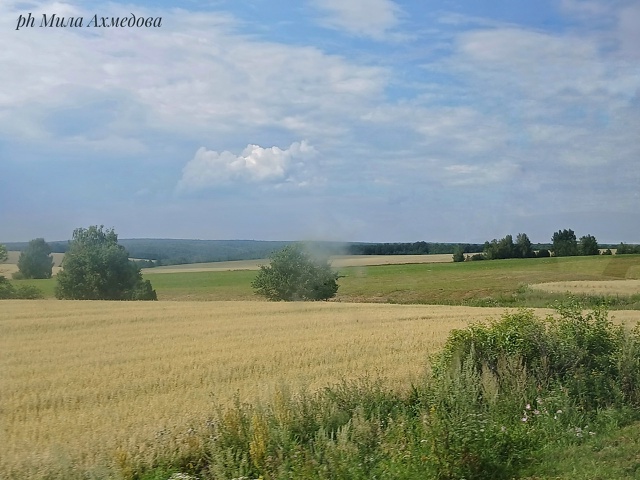 Бахиловские поля.🌻🌿Самарская лука.
г.о Жигулевск, С?...