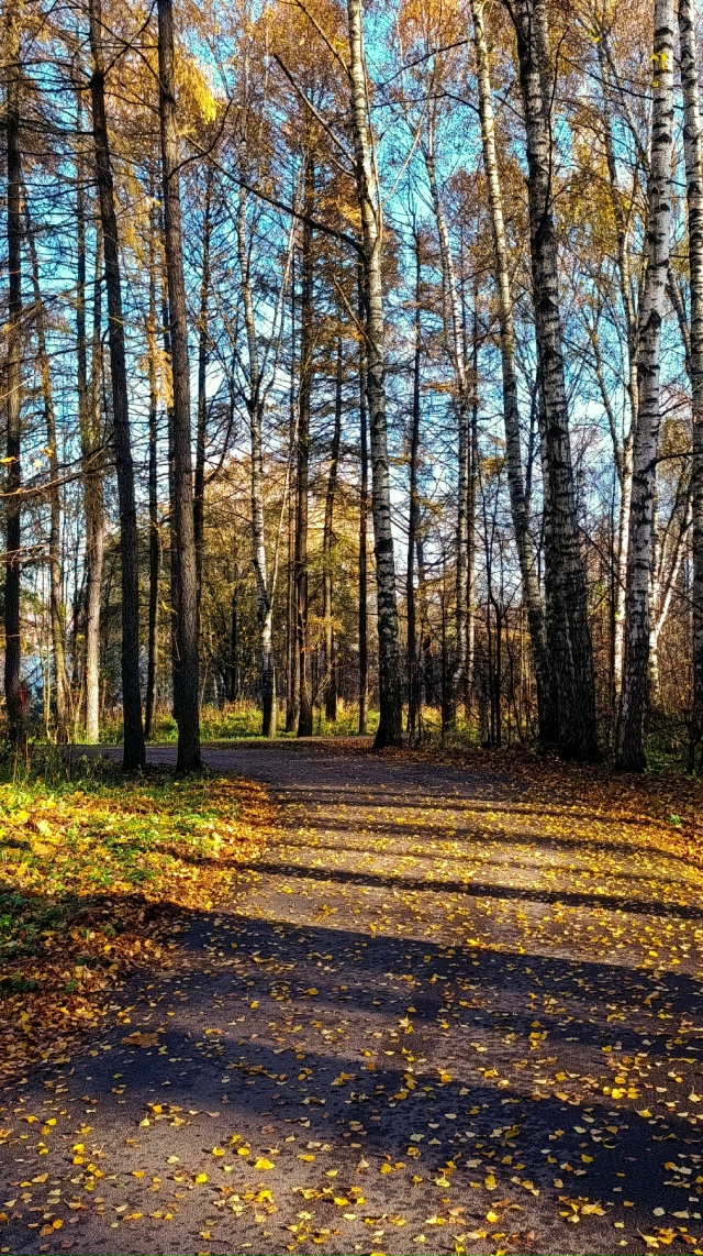 Осенняя Павловская роща🍂