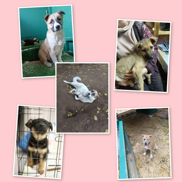 Ищут дом.
Щенки и котята.
Щенки от 2х месяцев до 9мес.
Ко...