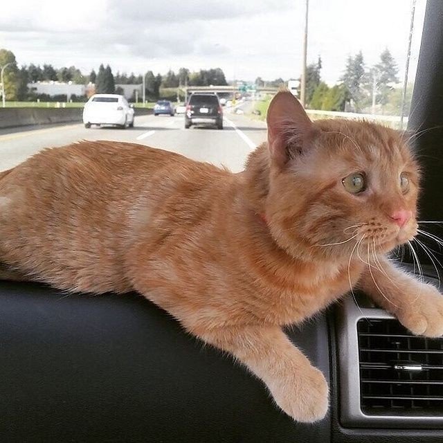 Только посмотрите, как забота и любовь меняет это мале?...