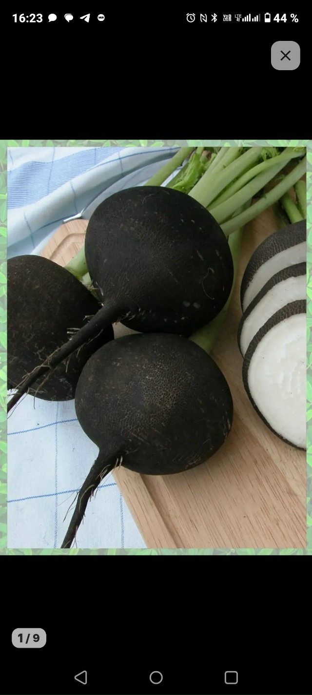 Куплю редьку черную