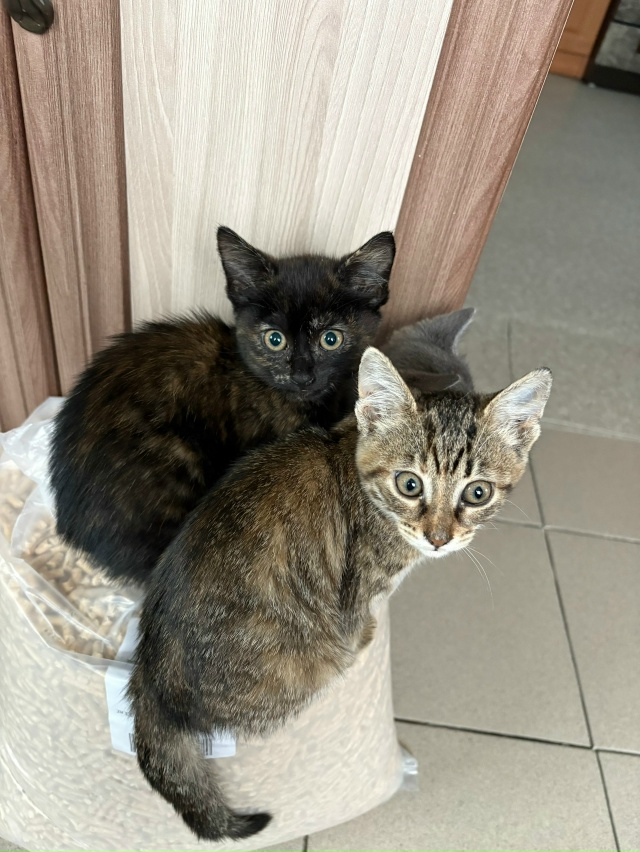 Ищем самый уютный дом для очаровательных малышей, искл...