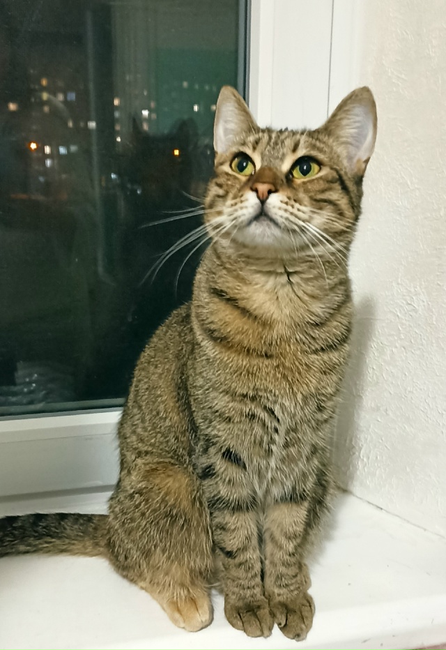Кошка табби макрель в добрые руки 🐈 🏡 👫👶
- возраст ...