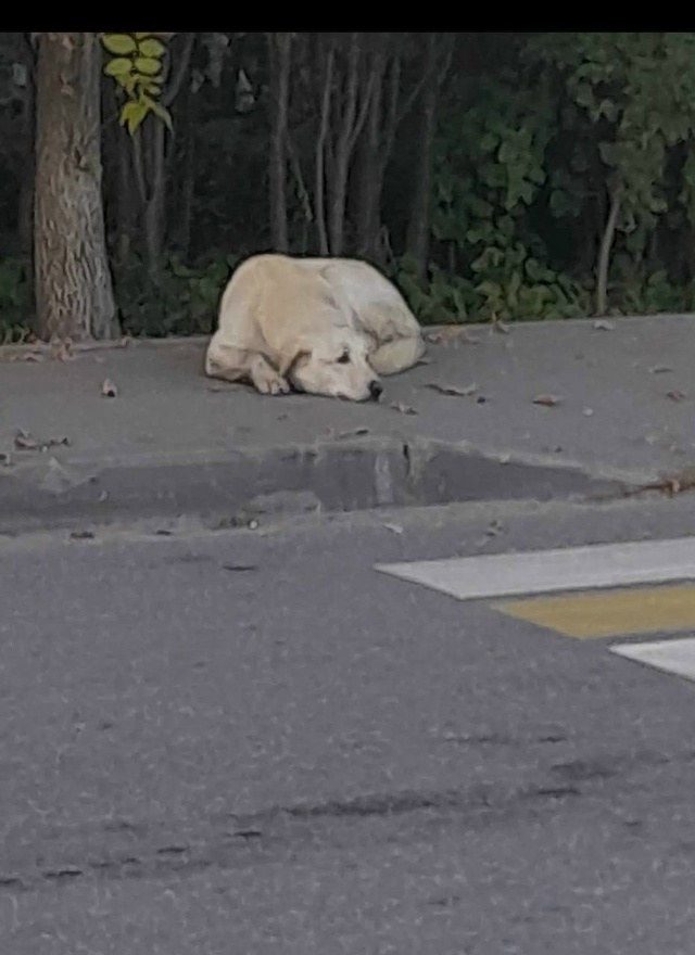 Здравствуйте!
По поводу белого песика -в четверг к нам ?...