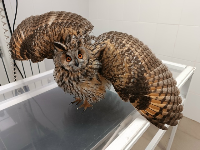 Ну и дела. Ушастую сову сегодня обнаружили в парке им. П...