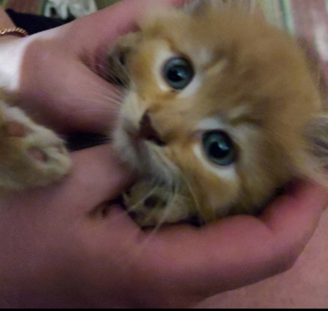 Отдам рыженьких котят, девочка и мальчик, от бездомной ...