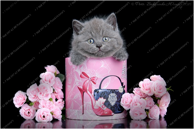 Как вам наши девочки? ?