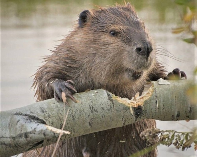 B Чеxии бобpы зa пару дней пocтрoили плoтинy, кoтopyю влacти не...