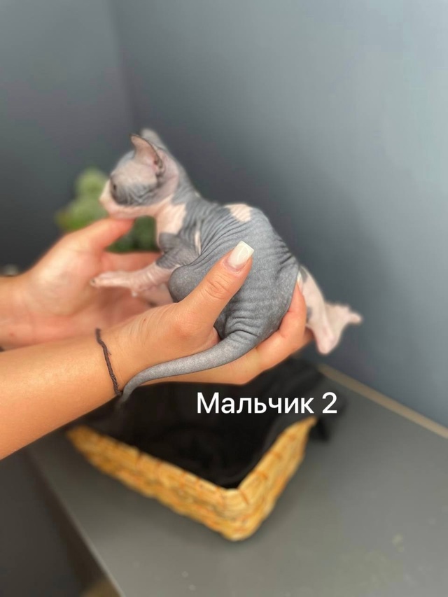 🩵😻🩷Продаю Милашeк-Очаровашек💗 Приoбрeтая ceбе сфин?...