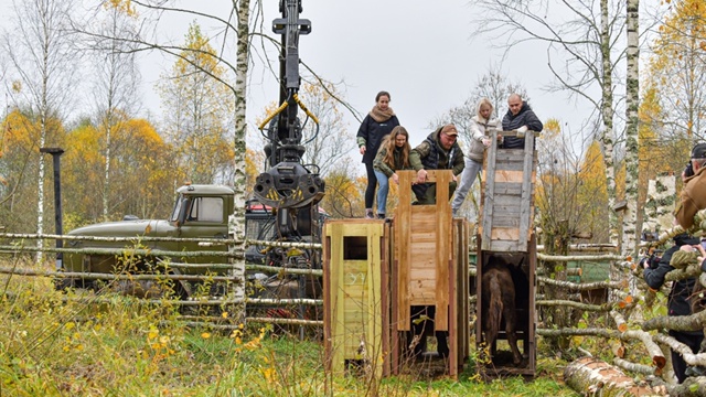 🐃🐃🐃Продолжается реализация восстановления популя?...