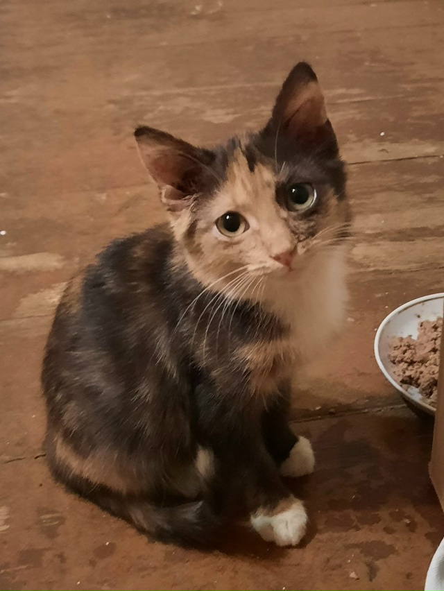 Очень нуждается в доме и добрых ручках котёнок. Девочк?...