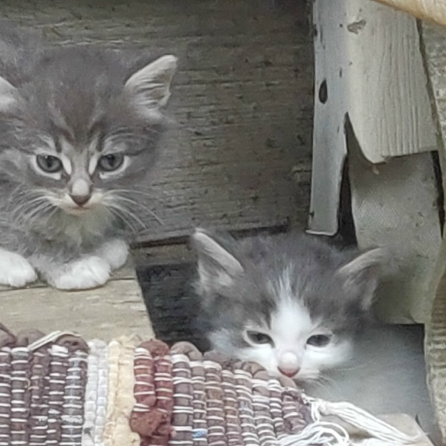 Очаровательные котята ищут добрых хозяев. Возраст око?...