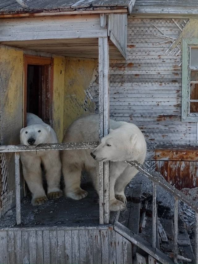 Медвежьи дачи на Колючинском острове
Когда люди поки...