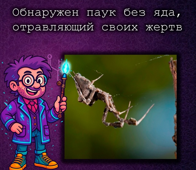 Паук без яда убивает жертв желудочным «ядом».
Паук Ulobor...