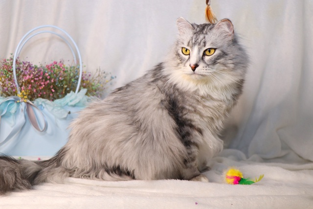 Витас⭐️шикарный крупный кот с наикрасивейшей шевелю?...