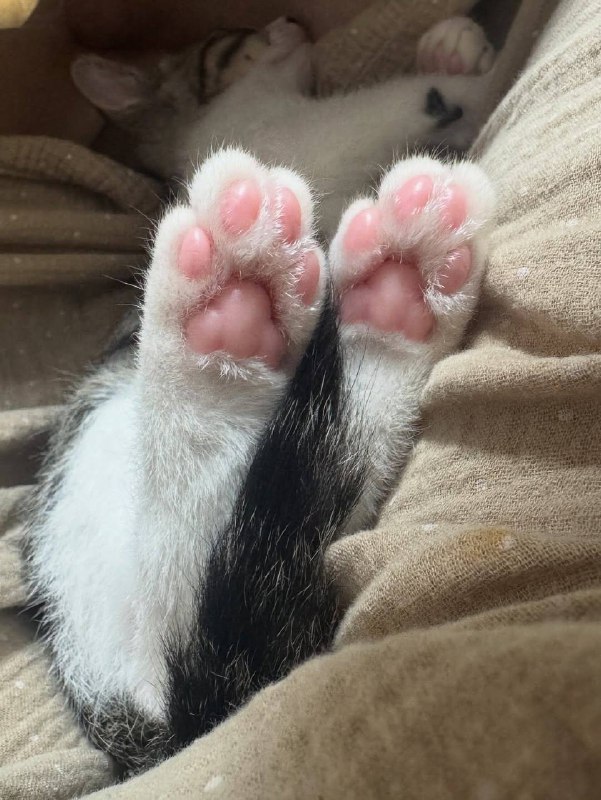 Споть :3