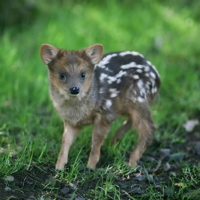 Милота дня: пуду — самый маленький олень на планете.
?...