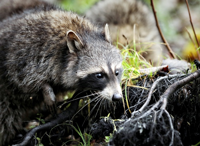 Новость из подмосковного Сафари‑парка: сегодня тут ст...