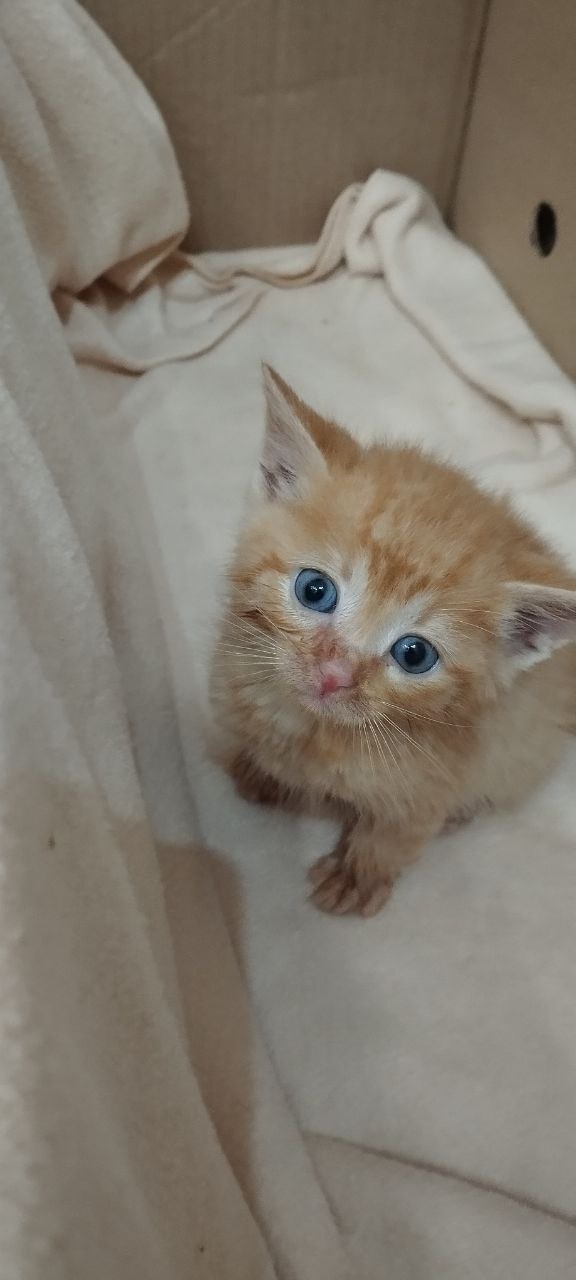 Этим трем рыжым мальчикам и камышовой девочке нет ещё ?...