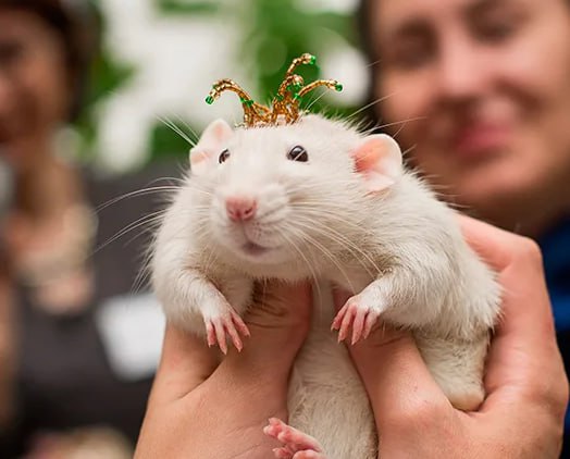 Девочки, сегодня отмечается День принцессы! Он создан, чтобы каждая девушка почувствовать себя прин