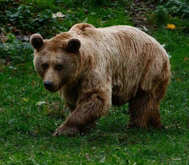 🐻Бурых медведей могут разрешить отстреливать в Московской области — из-за резкого увеличения популяц