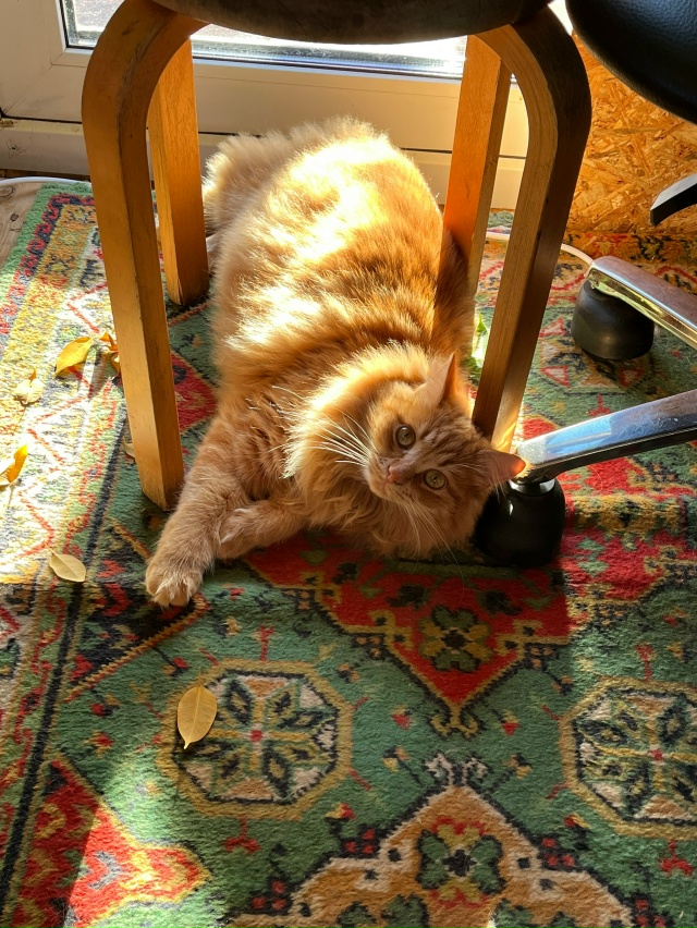 Филимон❤️солнечный котик ❤️