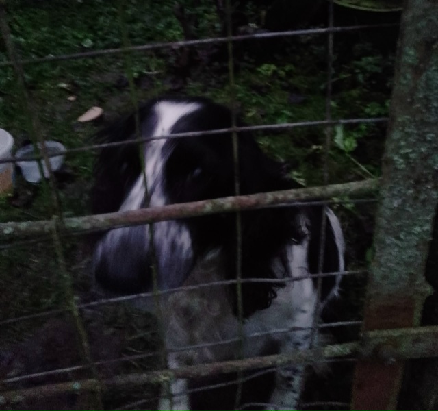 Хозин найдись 🙏
Прибилась собачка
Пишите в комментар...