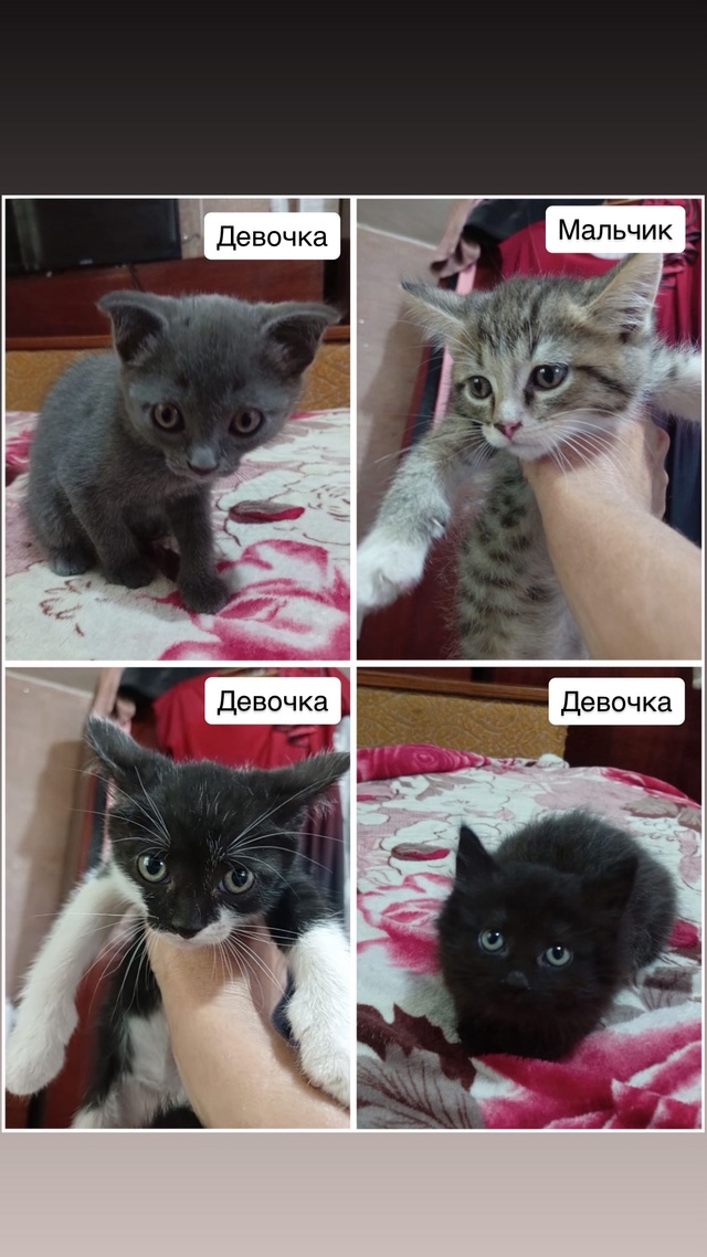 Отдам котят с добрые руки, 2 месяца, кушают всё, ходят в ?...