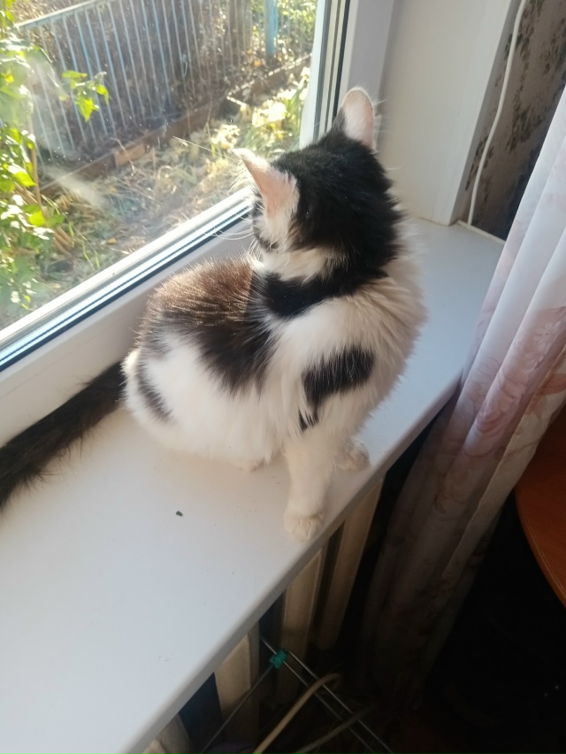 Очень хочется найти хозяев котенка-подростка (4-5месяце...