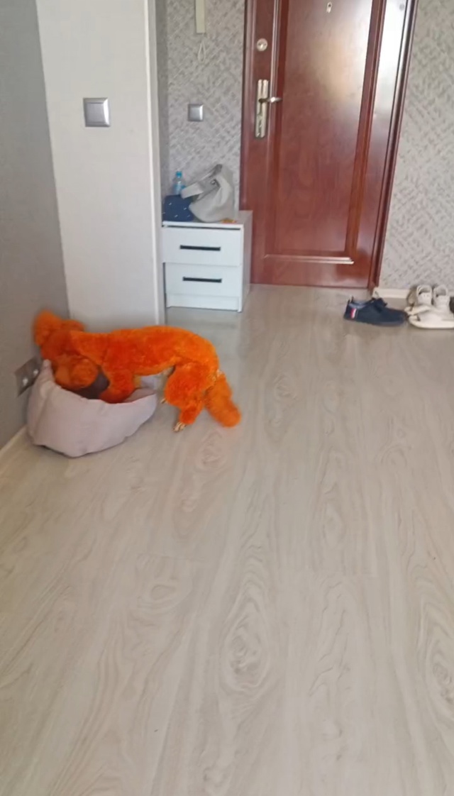 Недавно в нашем городе хозяева искали свою собаку, кот?...