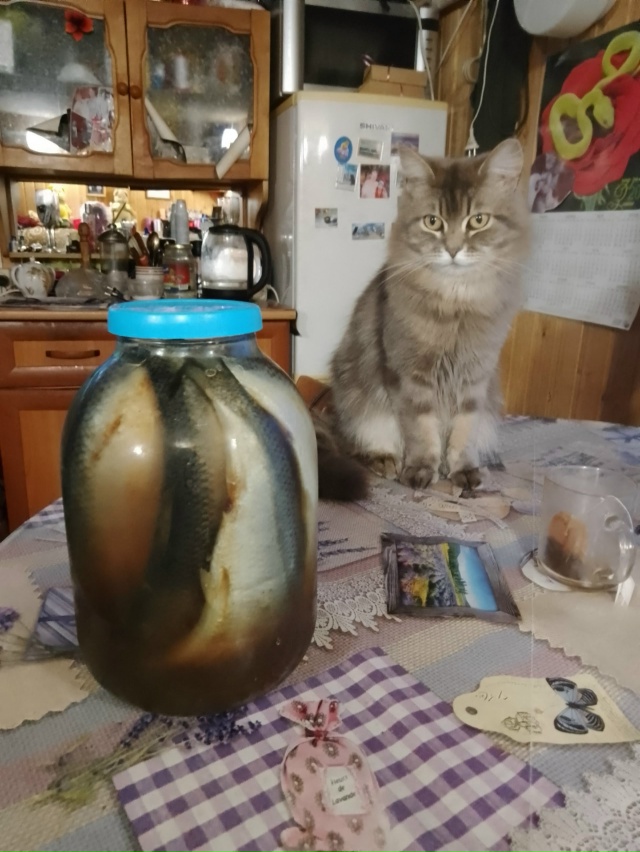 Спрятались, как селёдки в бочке.
Филя наблюдает .