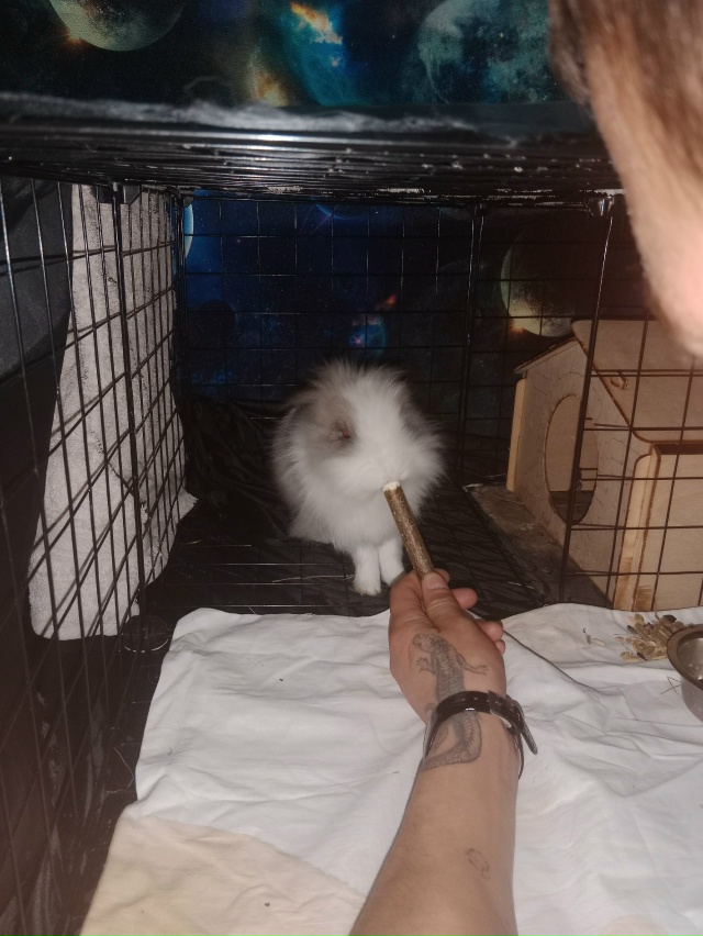 Отдам в хорошие руки декоративный кролик зовут Мася 7м?...