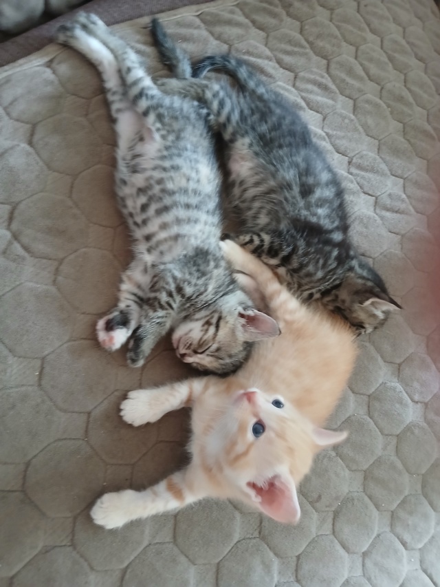 Отдам котят в добрые руки.Котята кушают сами,ходят в ло...