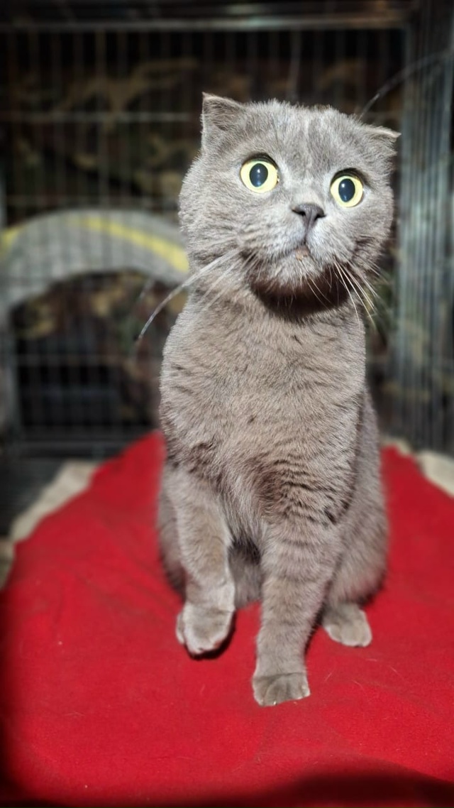 Москва, Можайск. 🆘 Выгнали из дома вислоушку в плюшево...