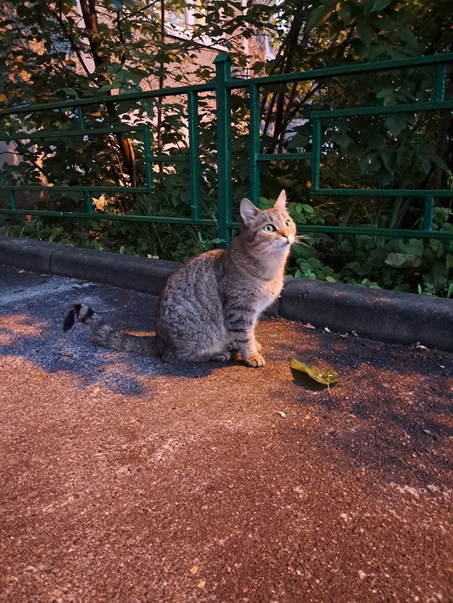 Здравствуйте, на парковской нашли вот такую кошечку ,о?...