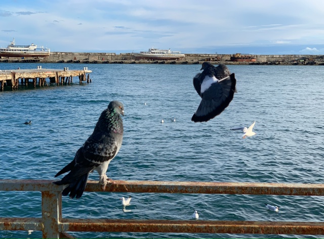 Прогулка по декабрьской Ялте