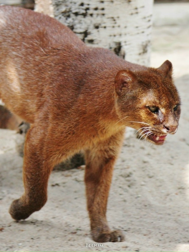 Это ягуарунди — необычная кошка, которая решила, что б?...