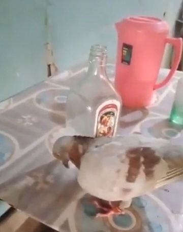 Что-то голубь совсем перебрал...