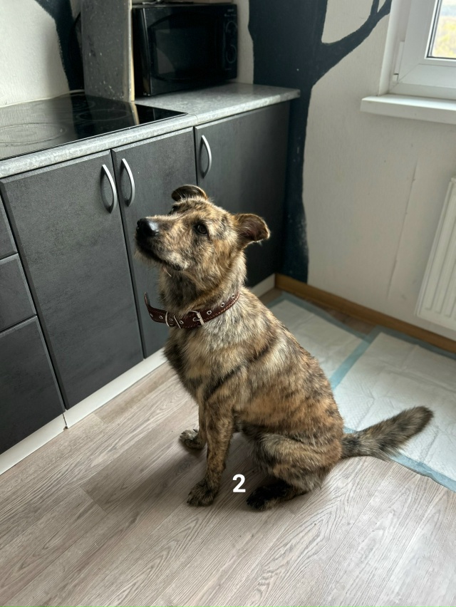 #ПотерялиНашлиПомогите
1 Чей пёс бегает и лает с подвы...