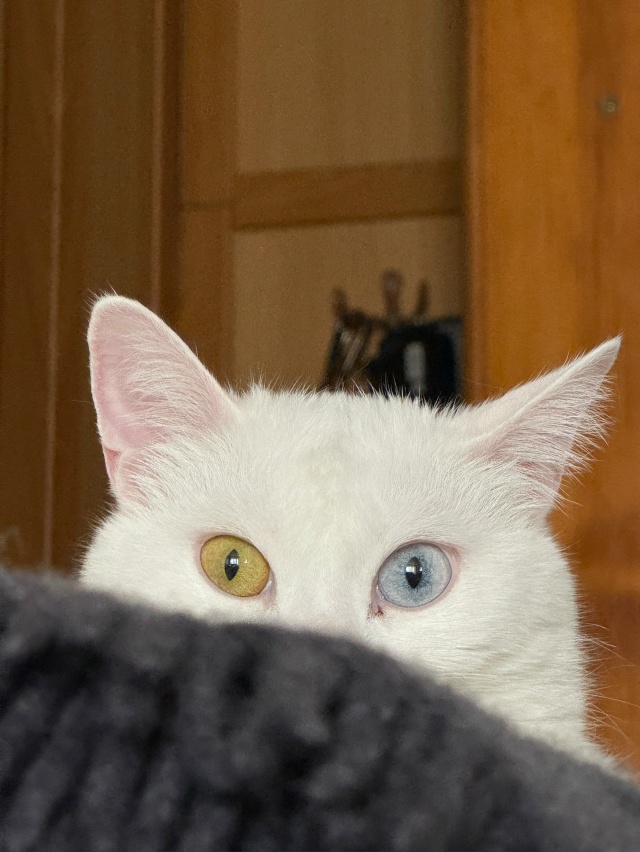 Скрытое 3D-котонаблюдение
#КошкаСветлана