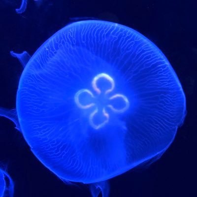 ⚡️Хироми Нива, главный анимационный директор 3 сезона «Магической битвы», сказала:
«Я серьёзно не м