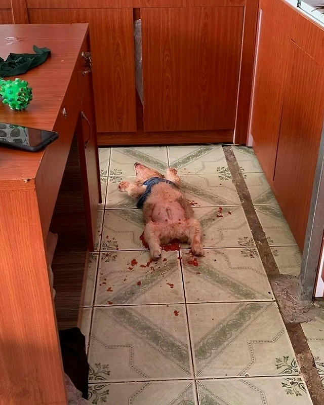 Что же ты наделал дурёха..
Не для слабонервных: в Интер?...